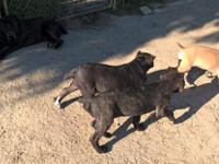 cuccioli cane corso nero